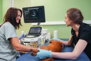 Abdominal Ultrasound & Radiology Services In Clinton Clintonvethospital (3)