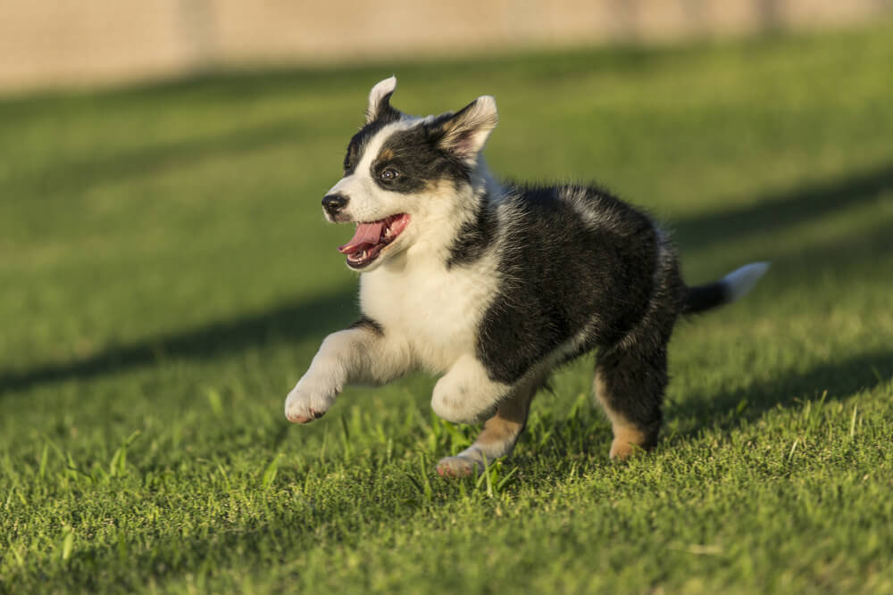 Cute Texas Blue Heeler