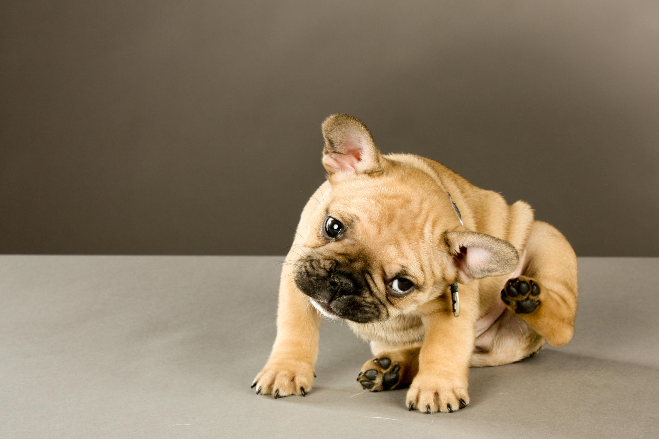 The Parasites You See and the Ones You Don’t: A Guide for Clinton Pet Owners