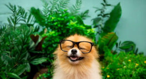 Dog Wearing Glasses 1 1536x830
