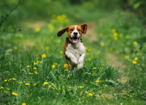 Beagle Running Outdoors 300x215