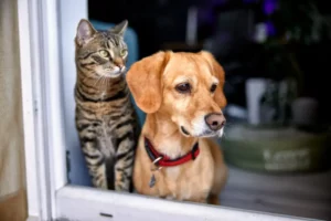 Dog And Cat At Window