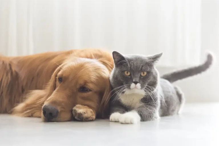 Dog And Cat Laying Together 768x513