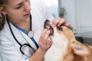 Dog Dental