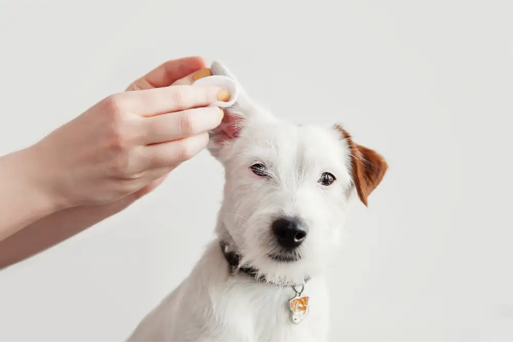 Dog Ear Exam