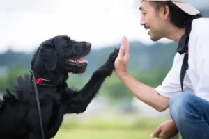 Dog High Five