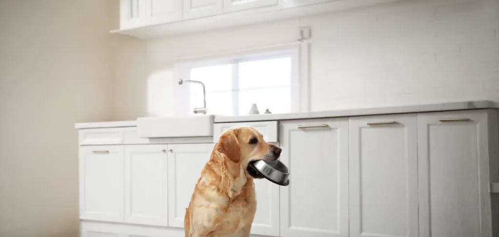 Dog In Kitchen With Food Bowl 1024x486