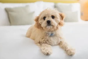Dog On Bed 768x512