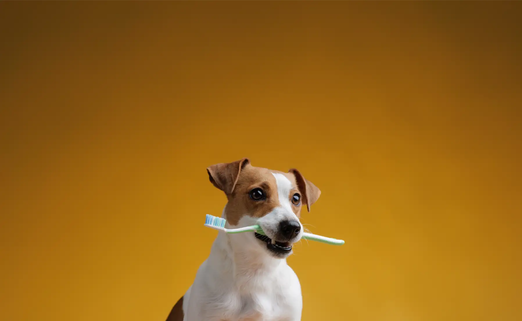 Dogs Dental With A Tooth Brush