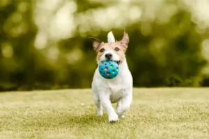 Jack Russel With Ball 768x513