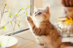 Kitten Playing With Plant