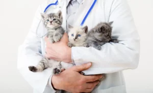Kittens In Vet Arms