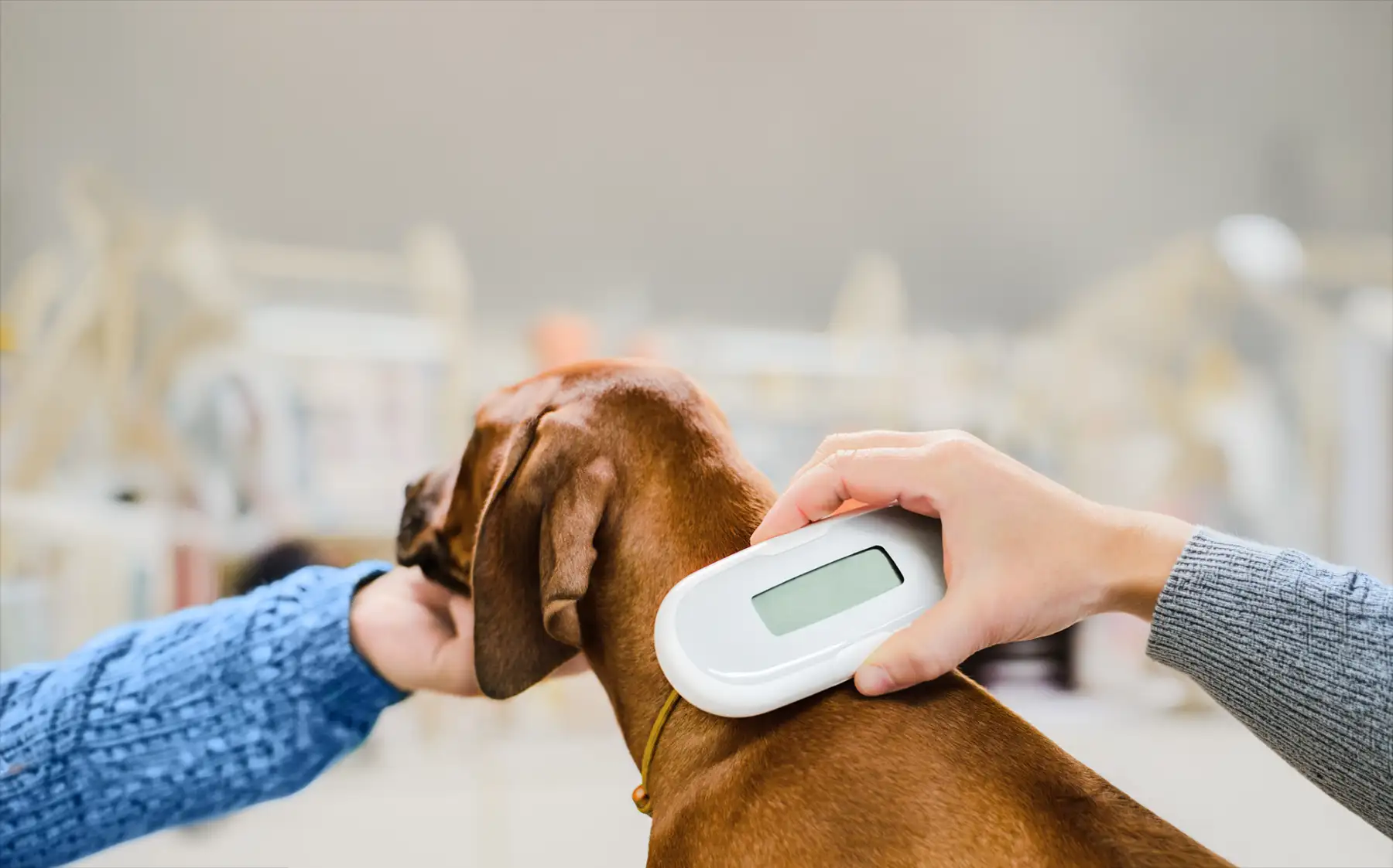 Microchipped Do Being Scanned