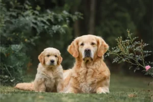 Older Dog And Puppy