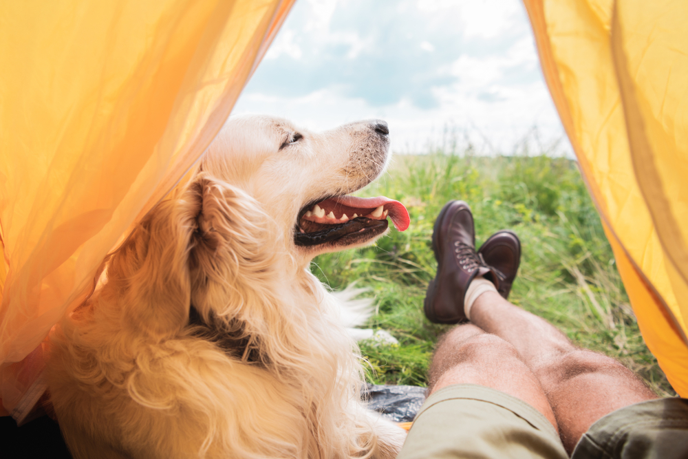 Taking Your Pet on Vacation? How to Prepare for a Safe and Stress-Free Summer Adventure